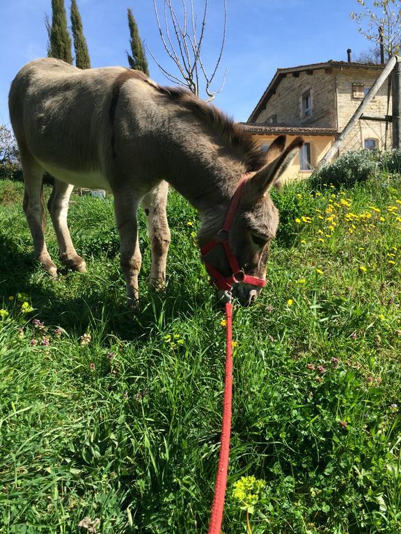 Agriturismo L'Oca Blu Hotell Gubbio Eksteriør bilde